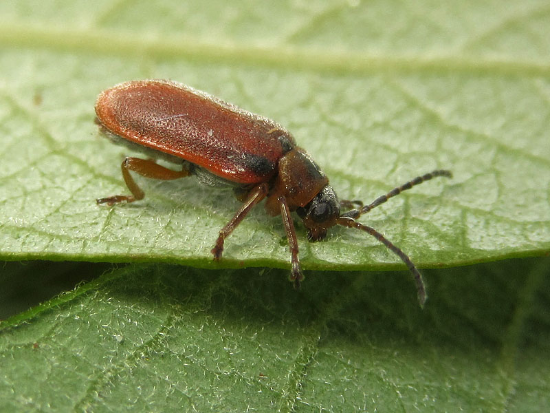 Chrysomelidae: Galerucella lineola